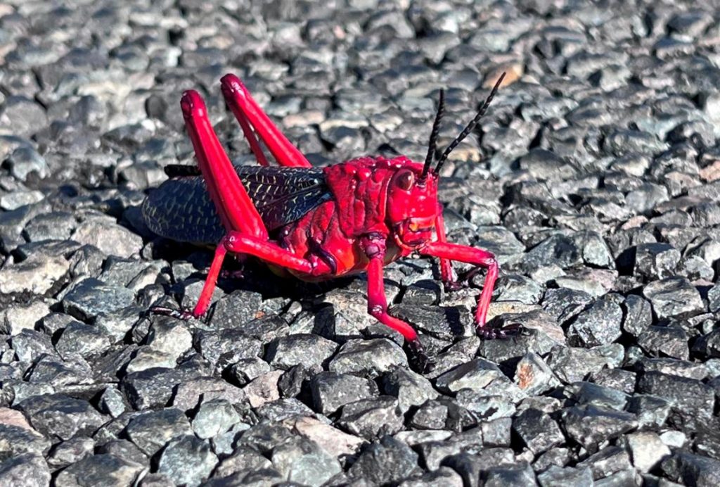 Red milkweed grasshopper