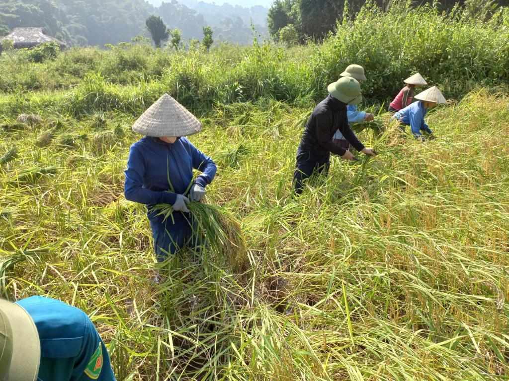 Harvesting rice by hand in North Vietnam