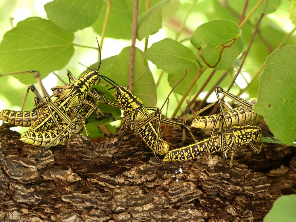 Green milkweed grasshoppers