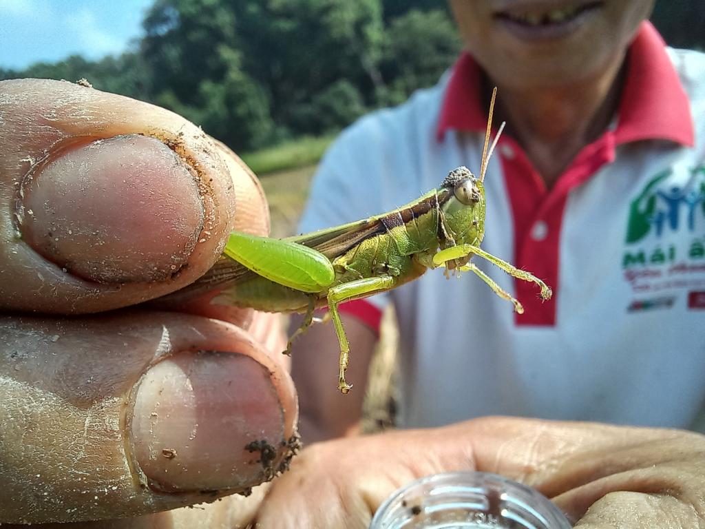 Freshly caught Cjinese rice grasshopper
