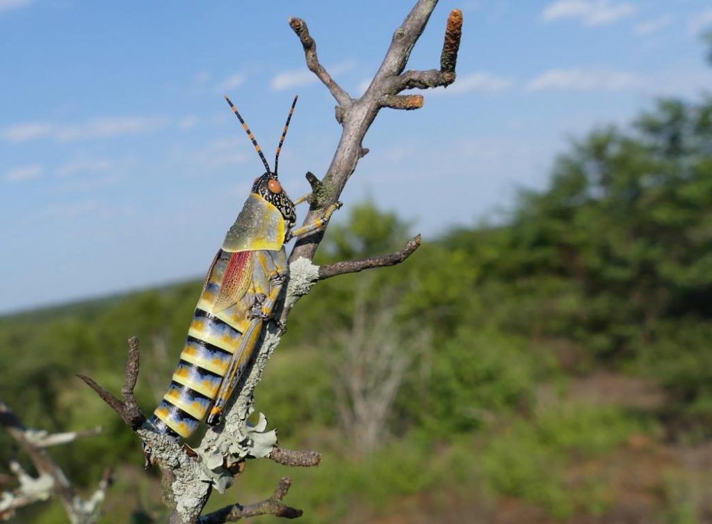 Harlekin grasshopper