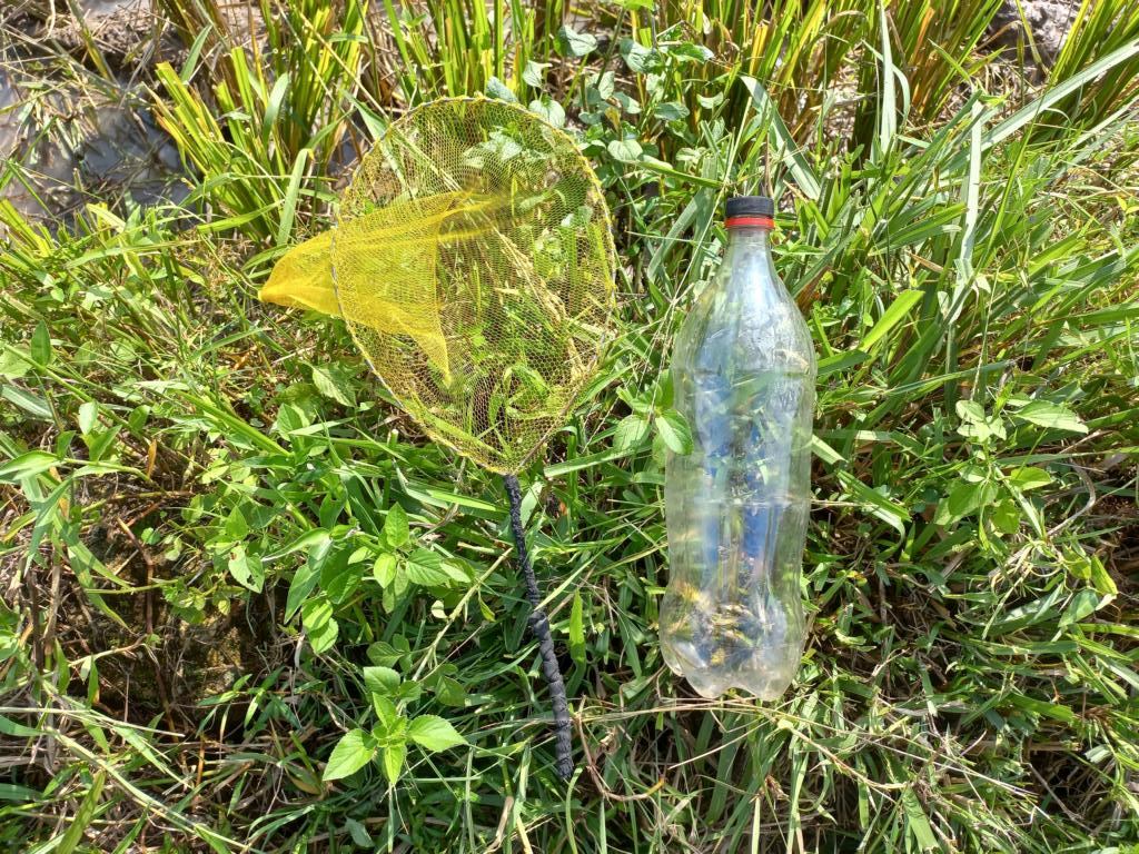 Equipment for catching grasshoppers