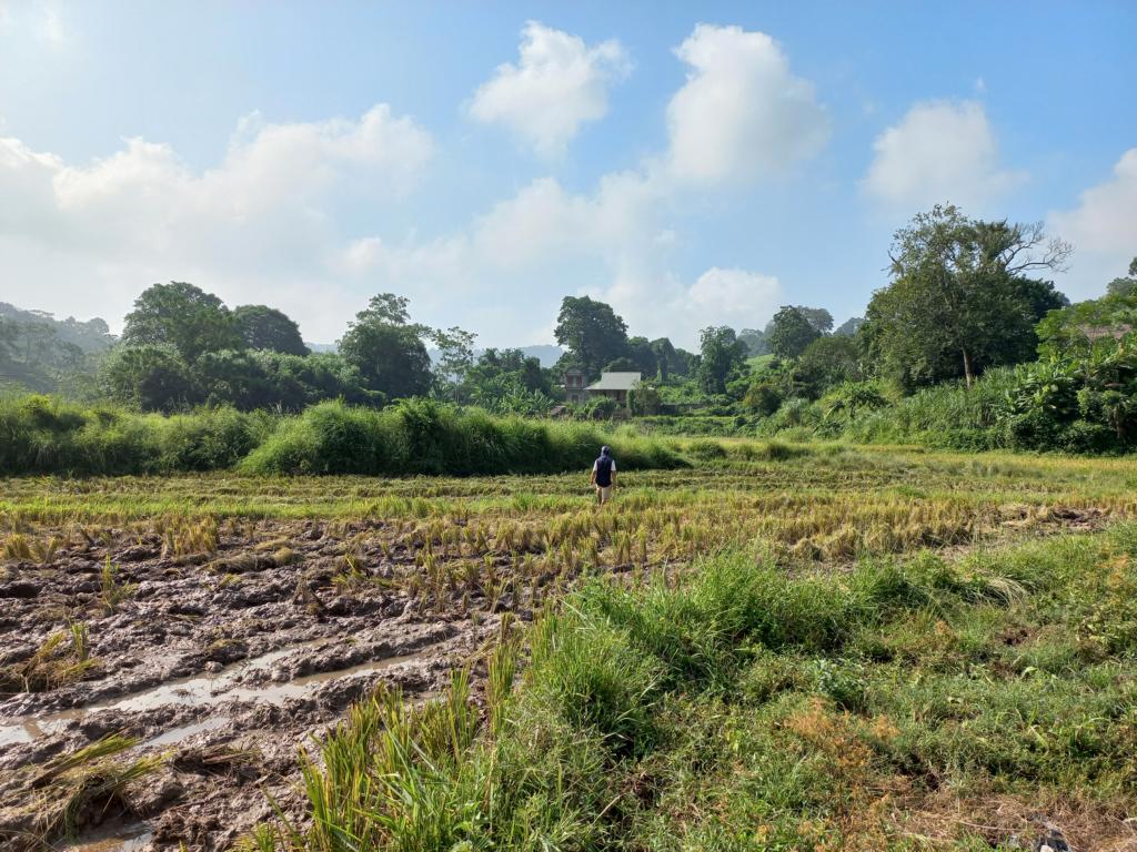 Rice field harvested with the Iron Buffalo