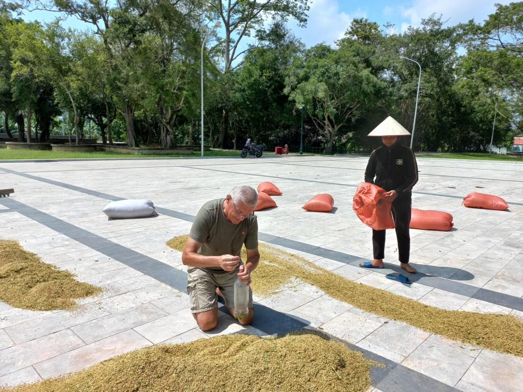 Quickly catch as many grasshoppers as possible before the rice is bagged.