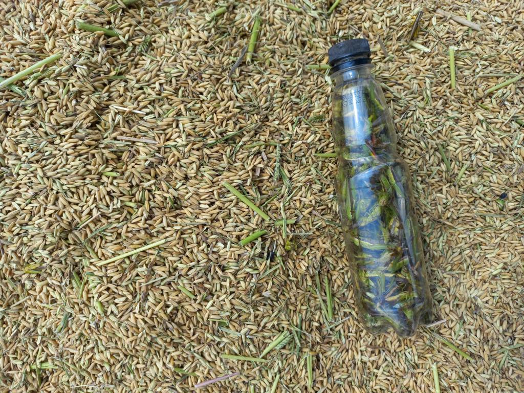 Freshly harvested rice and grasshoppers are separated