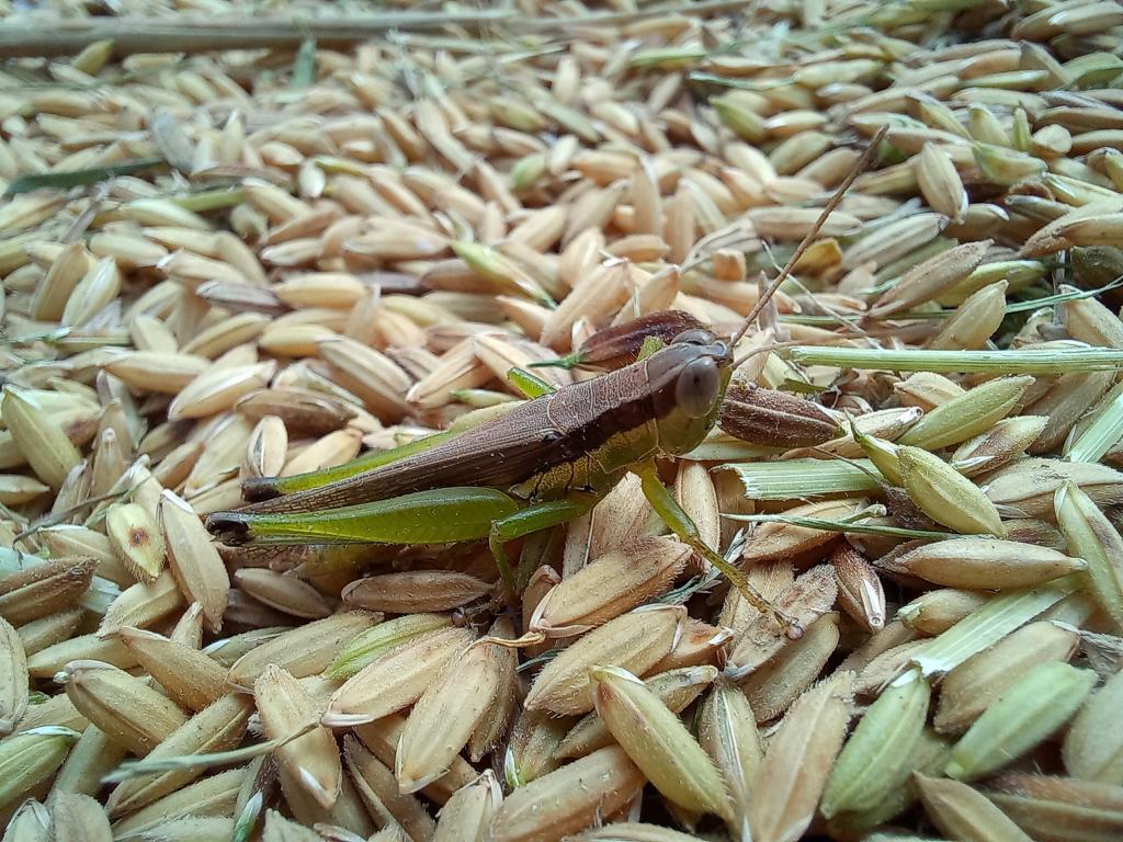 Chinese rice grasshopper (Oxya chinensis)