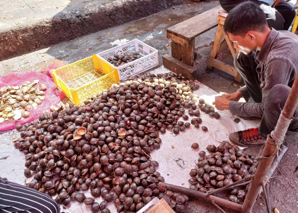 Opening of Jengkol seeds