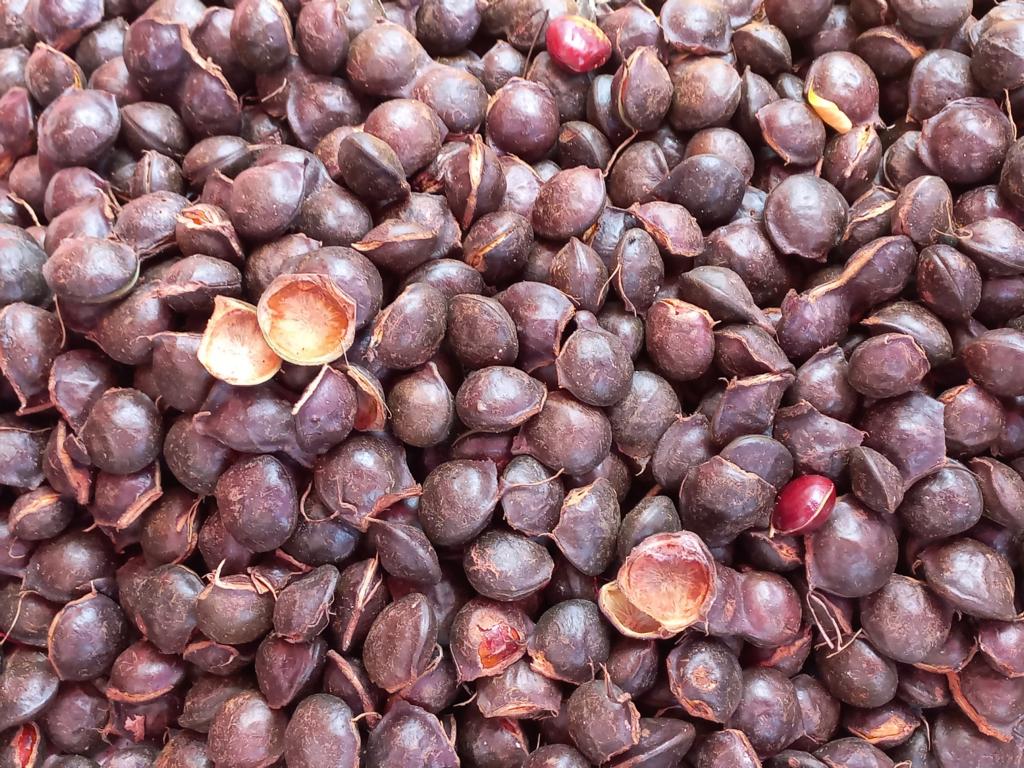 Unopened Jengkol seeds