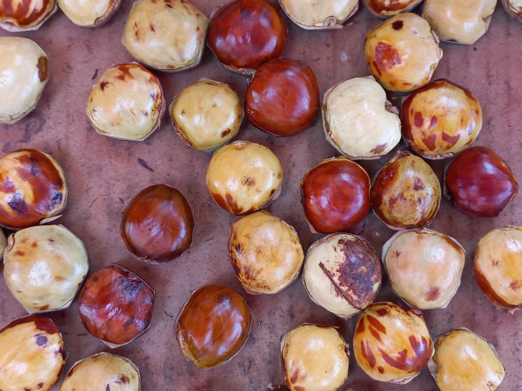 Opened Jengkol seeds