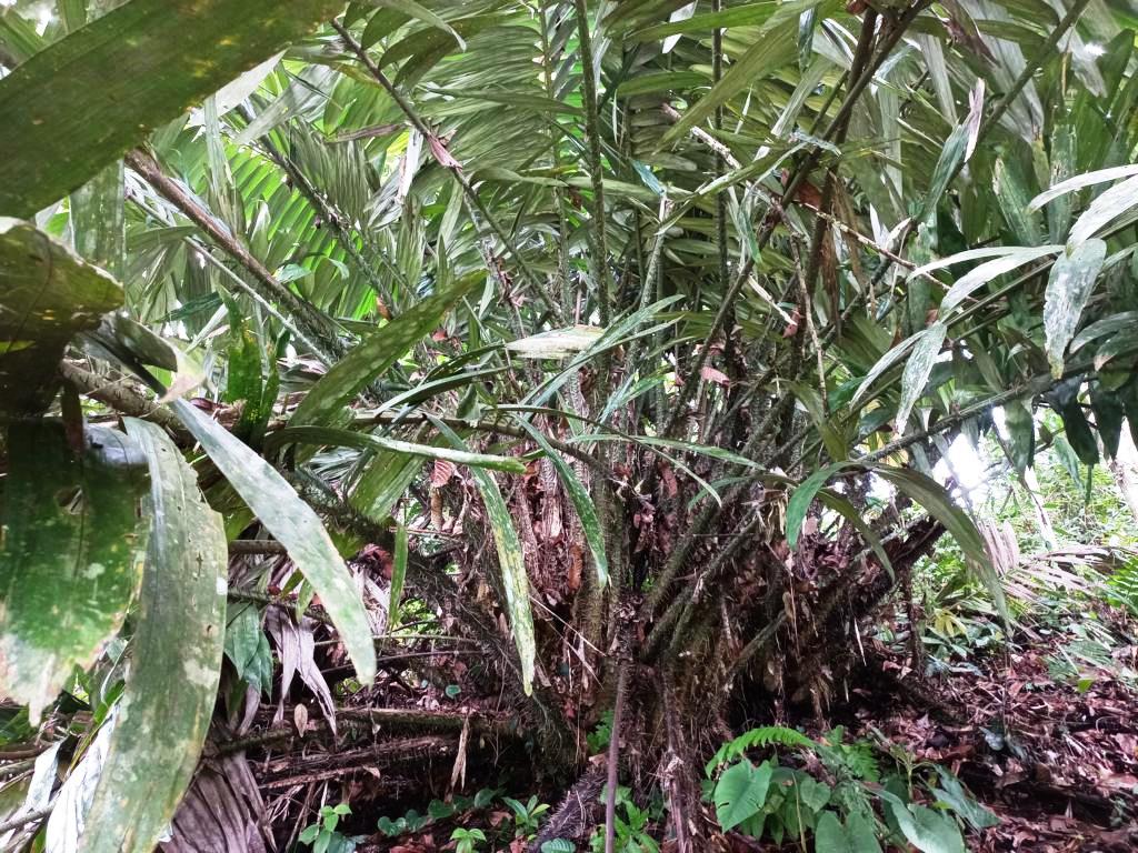 Salak palm clump
