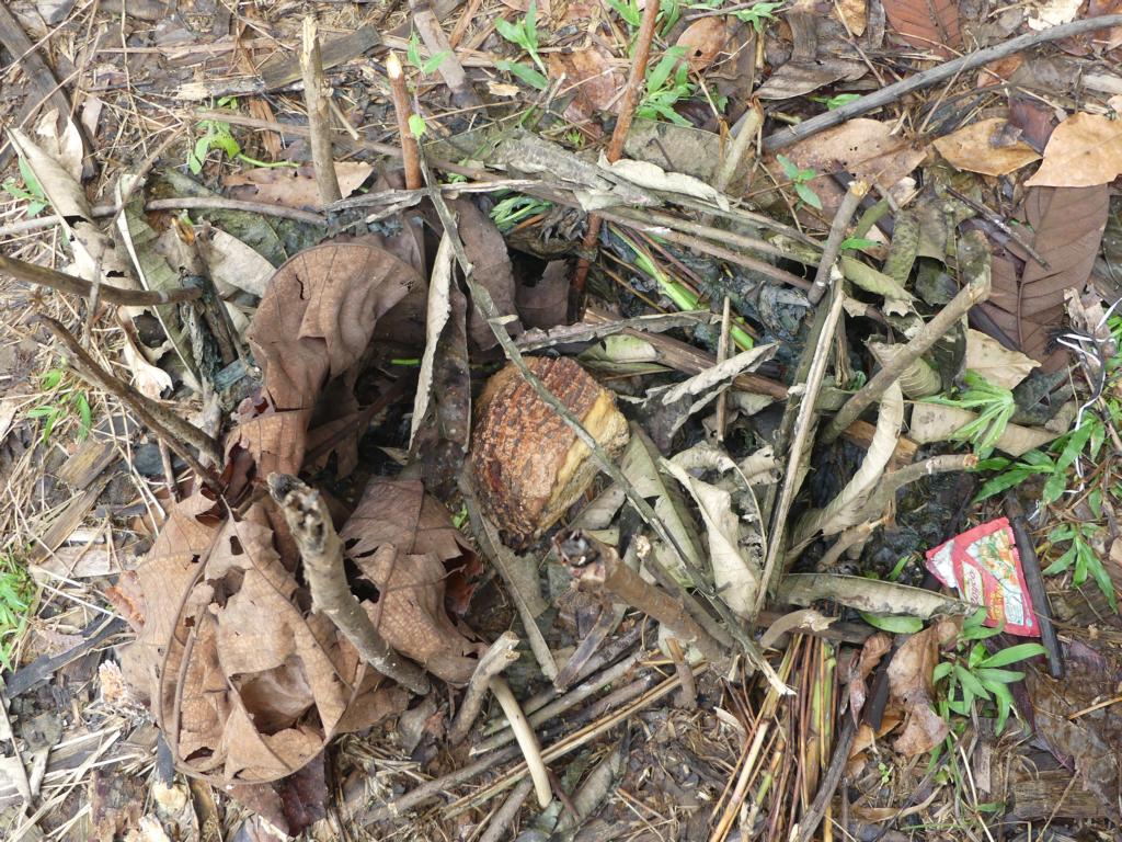 Baited catching chamber of a spring pole snare trap