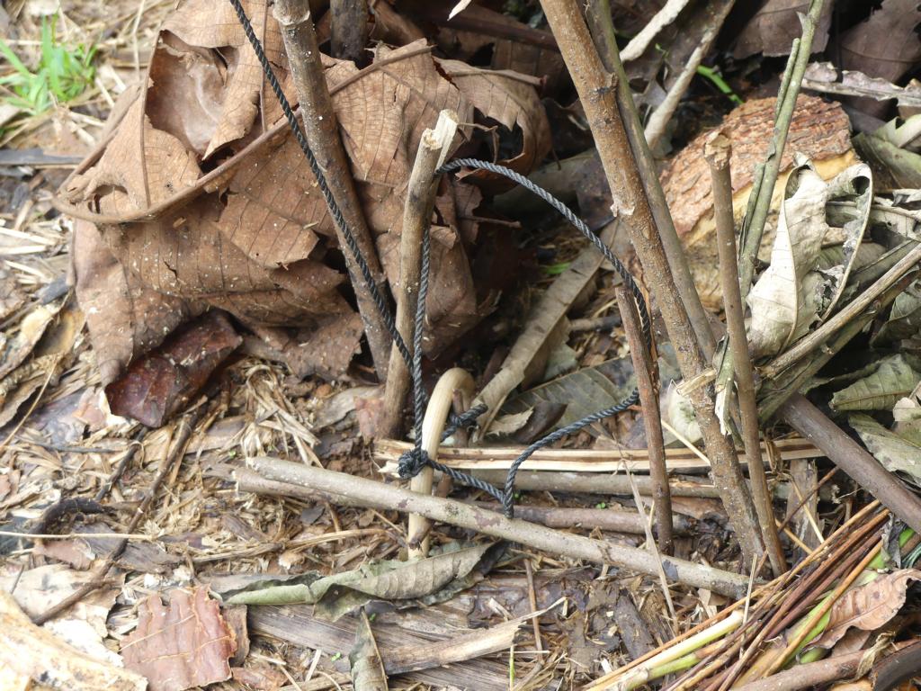 Entrance area of an Orang Rimba spring pole snare trap