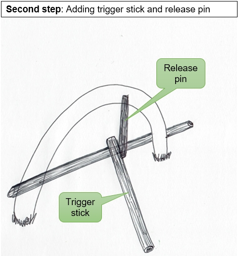 Second step of building a spring pole snare trap