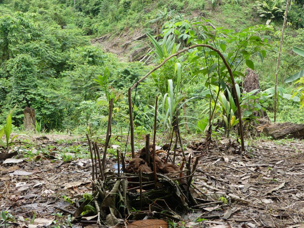 An Orang Rimba spring pole snare trap - ready to catch