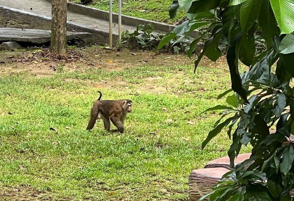 A pig-tailed Macaque at Khao Sok NP headquarters