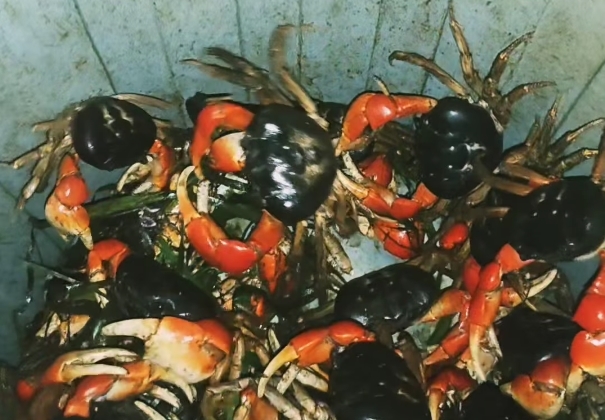 The Giant orange-legged crab, called Anggau, is found in the Mentawai Islands.