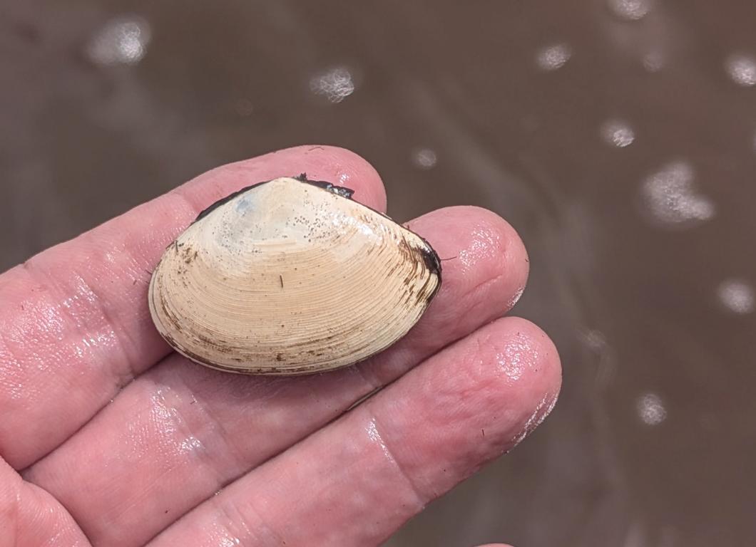 Another species of mud clams on Siberut Island
