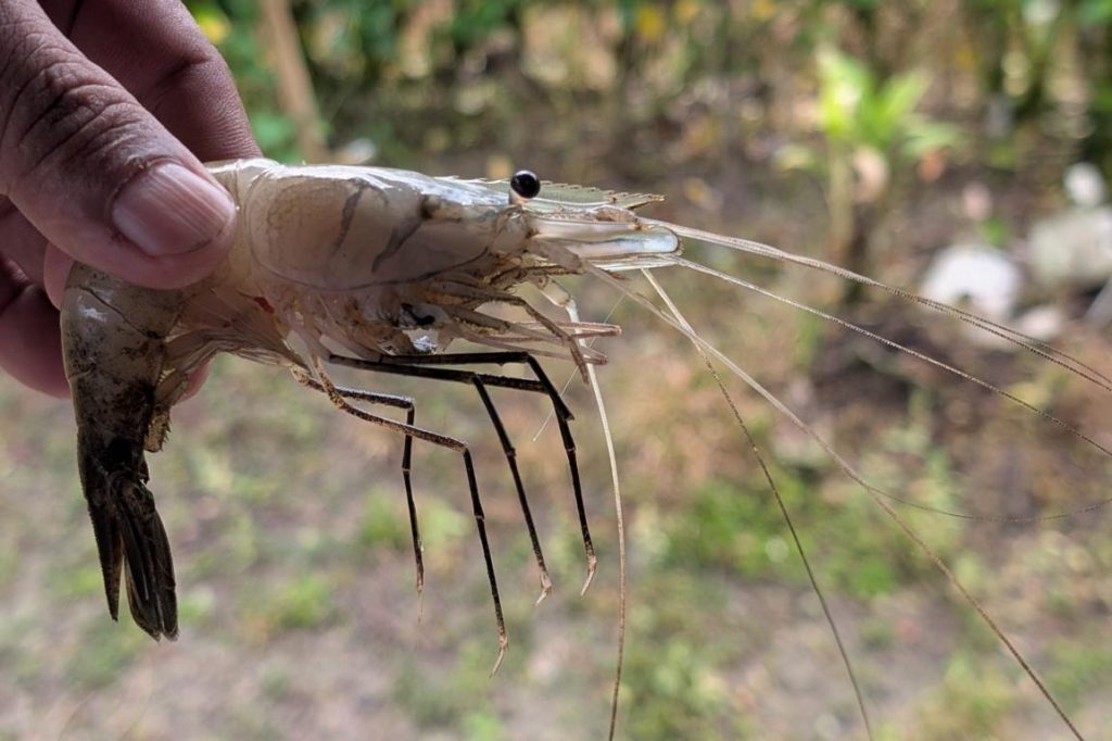 Another famous freshwater crustacean: the Giant freshwater prawn.
