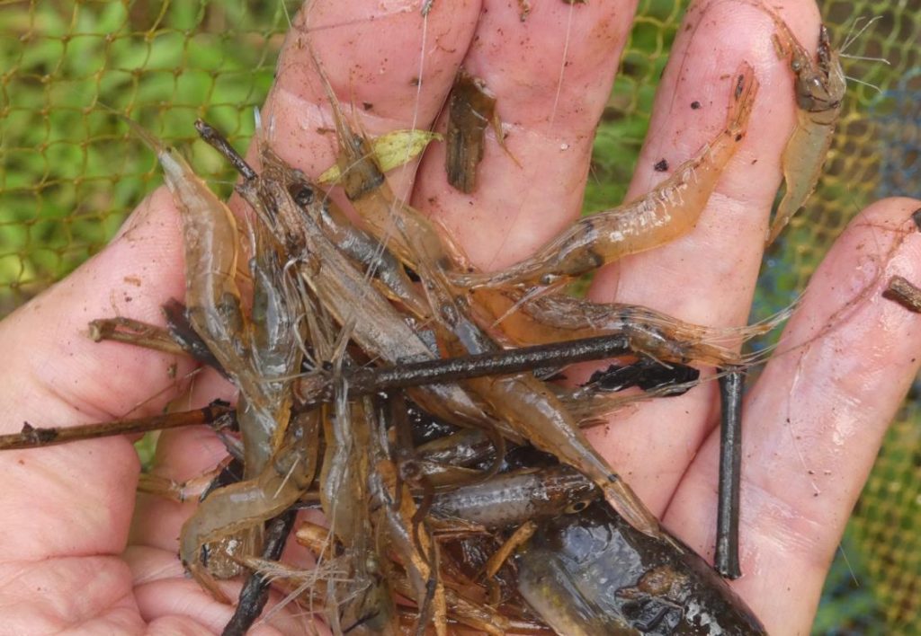 Glass shrimps, a staple food for anyone who wants to eat them on Siberut Island.