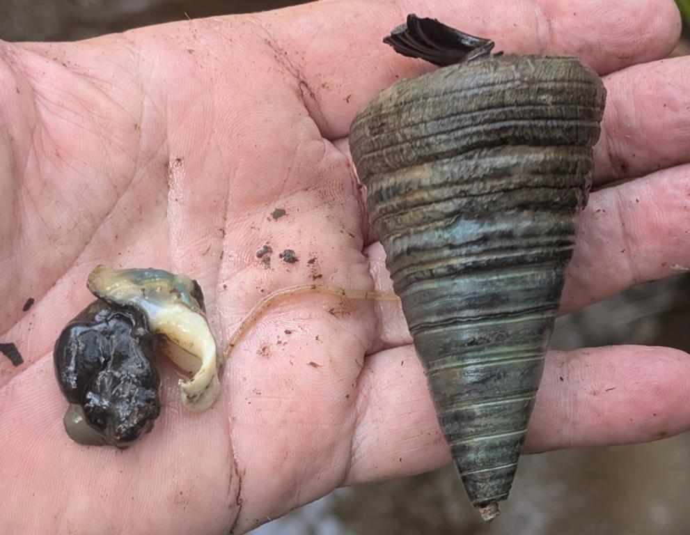 A Horn snail from the mudflats of Katurai Bay