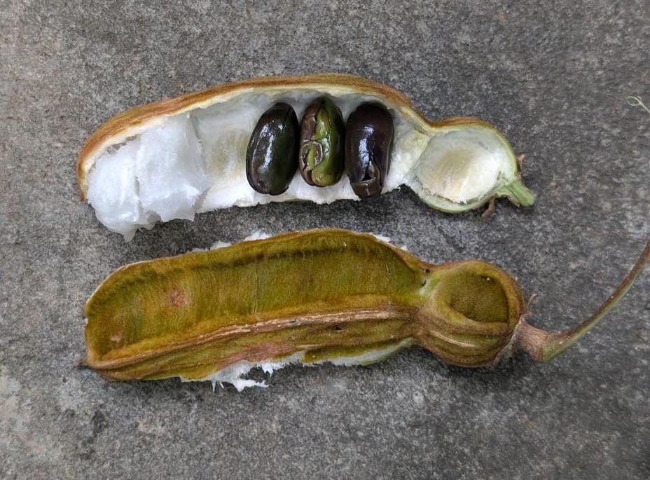 Pulp and seeds of an Ice Cream Bean