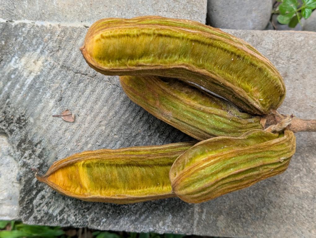 A bunch of Inga edulis pods.