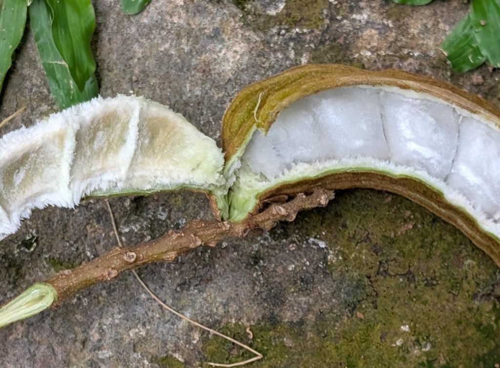 Ripe Inga edulis pod opened on one angular sidewall.