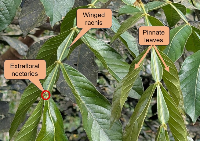 Characteristics of Inga edulis leaves.