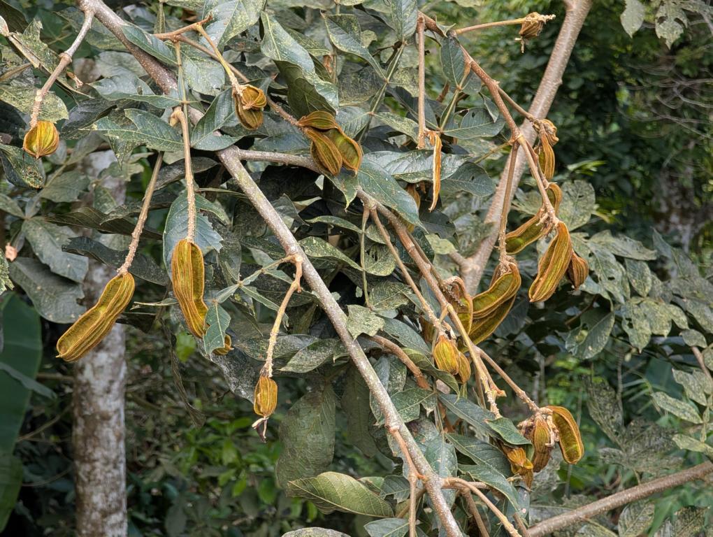 An Ice Cream Bean tree with ripe pods.