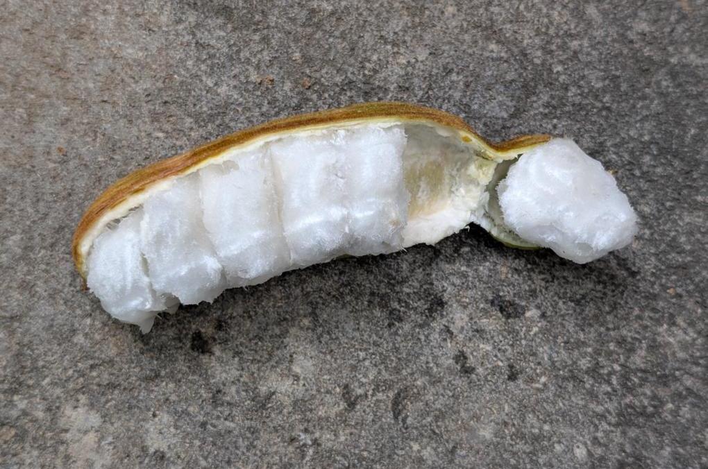 Seed pulp of an Ice Cream Bean.