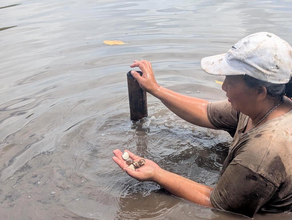 A woman collecting clams on a tidal flat.