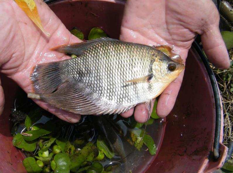 Elephant ear gourami caught using a seine net in Khlong Pracha Samran, Thailand