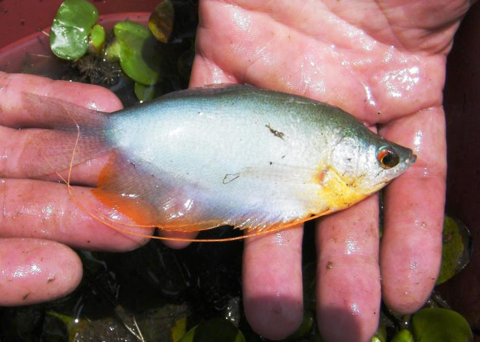 Moonlight gourami caught using a seine net in Khlong Pracha Samran, Thailand