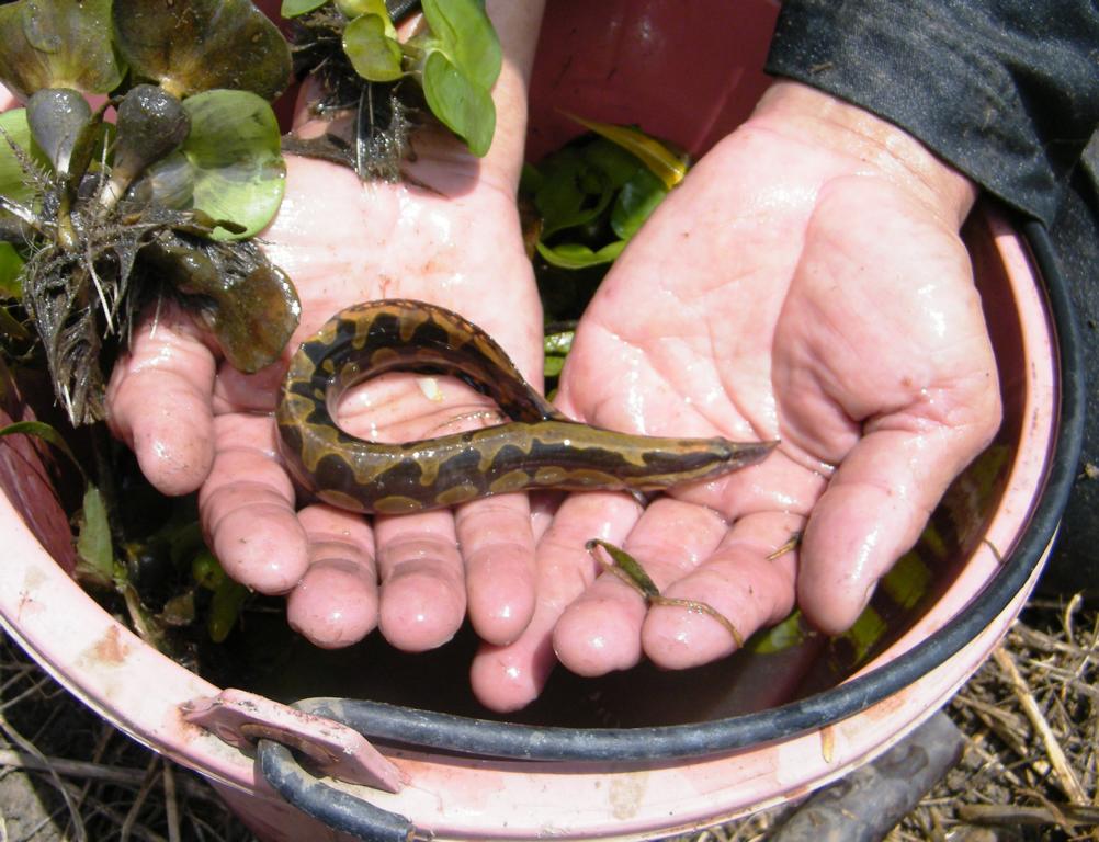 Zig-zag eel caught using a seine net in Khlong Pracha Samran, Thailand