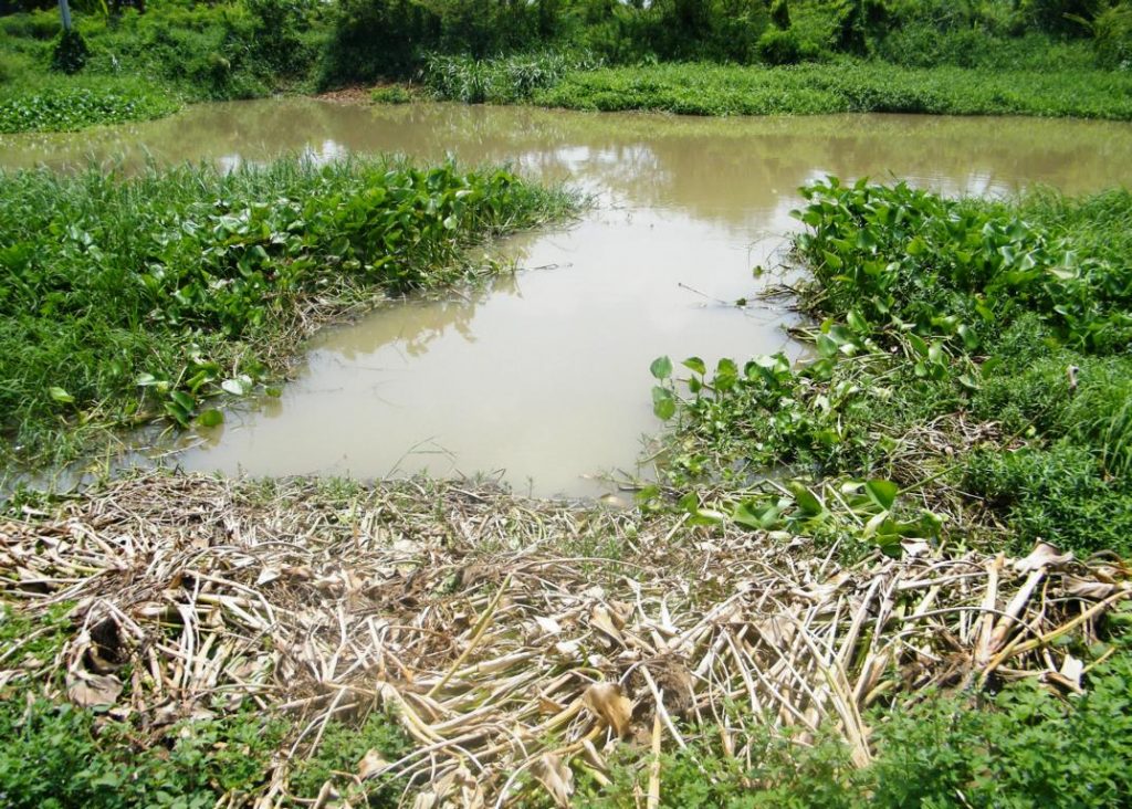 Harvested water hyacinth patch on a khlong.