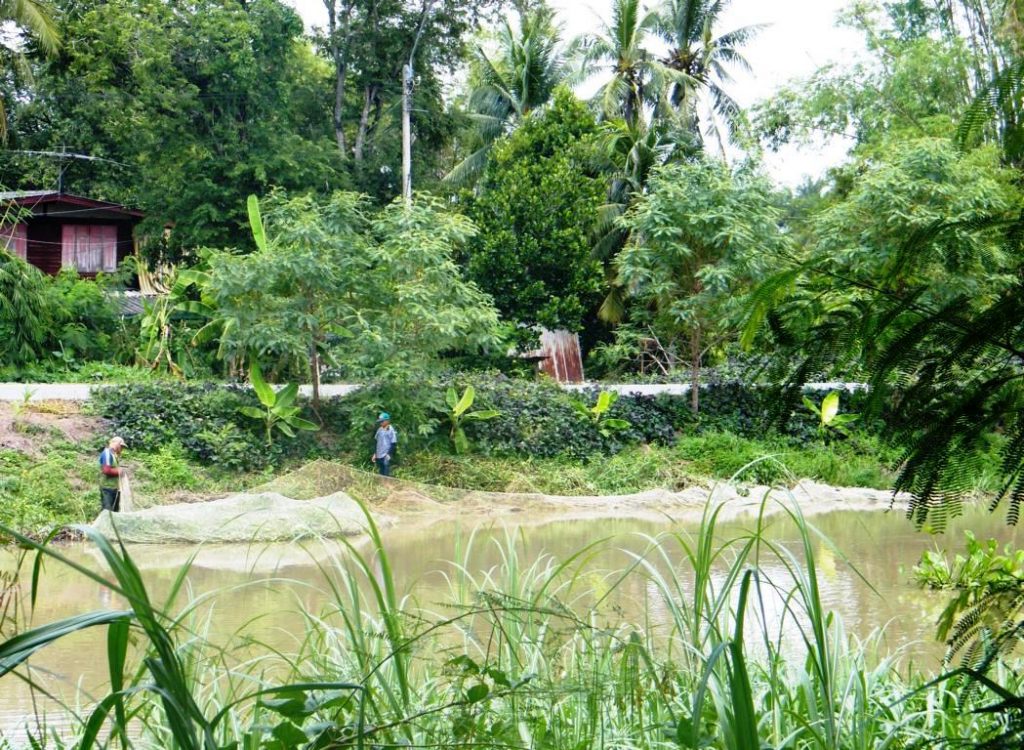 Harvesting of a surrounding seine net