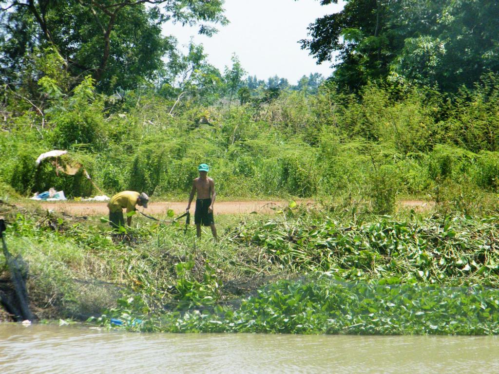 Removing the debris plant material from a seine net