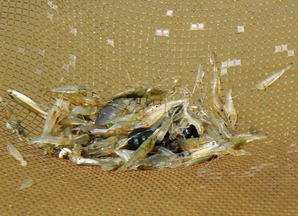 Ricefield shrimp caught using a seine net in Khlong Pracha Samran, Thailand