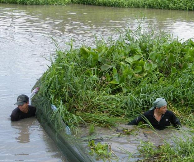 Neeting Method How to Catch Fish in Khlongs: The Surrounding-Water-Plant Netting ...