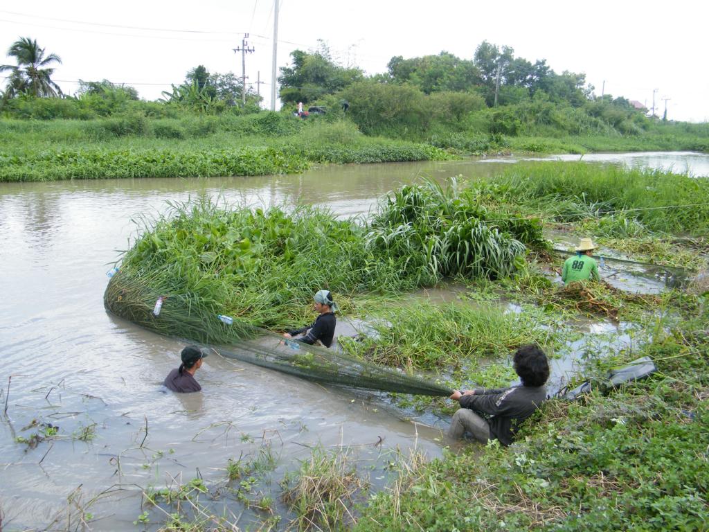 Pulling the surrounding seine net towards land