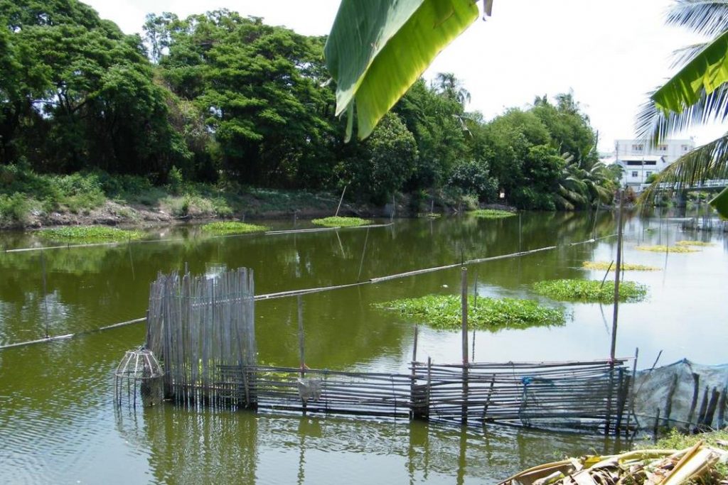 Plant mats set up for surrounding seine net fishing