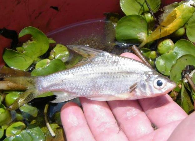 Soldier river barb caught using a seine net in Khlong Pracha Samran, Thailand