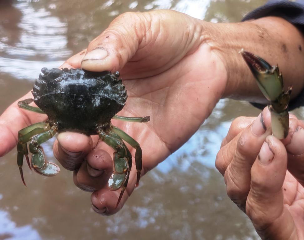 A widely distributed freshwater crustacean, the Mangrove swimming crab.