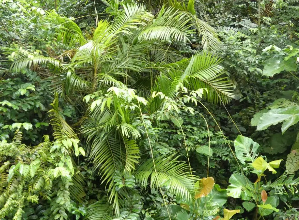 Rattan: Flexible raw material from the forests - Bushguide 101