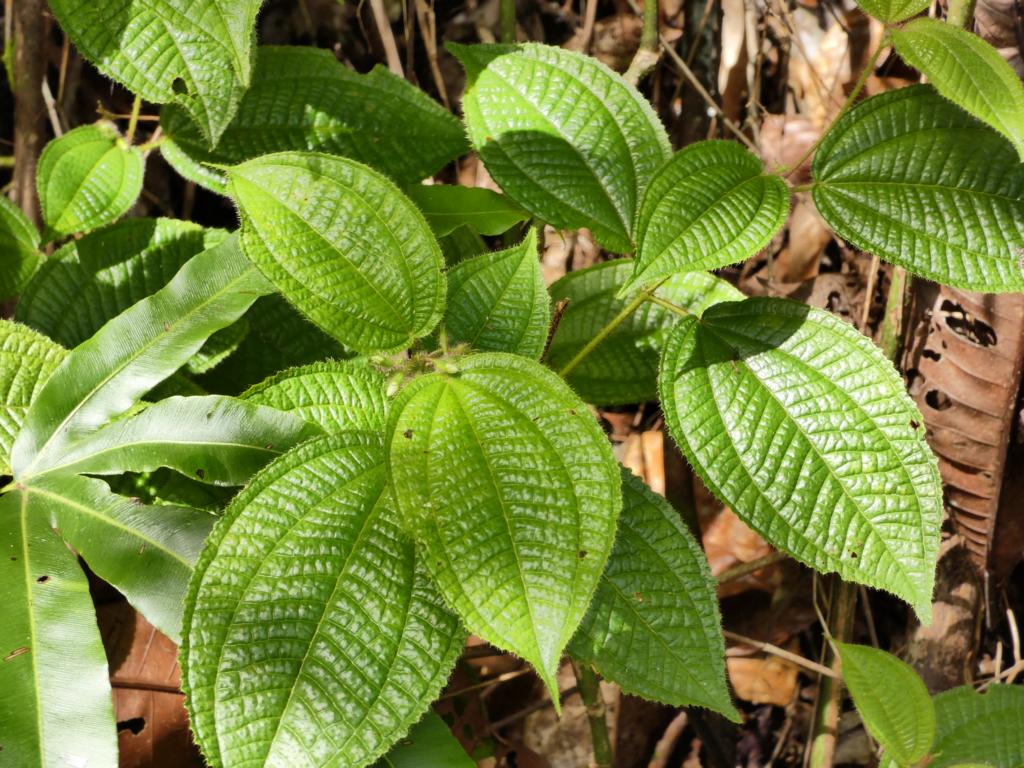 Typical appearance of soapbush leaves