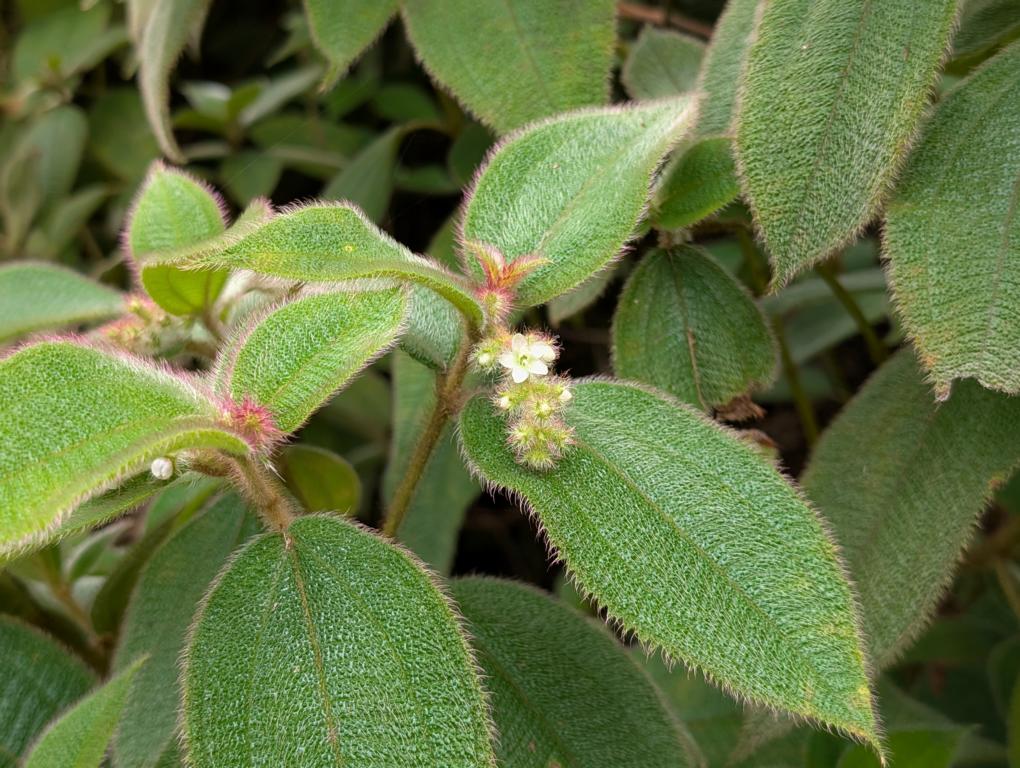 Young soapbush plants are hairy in appearance
