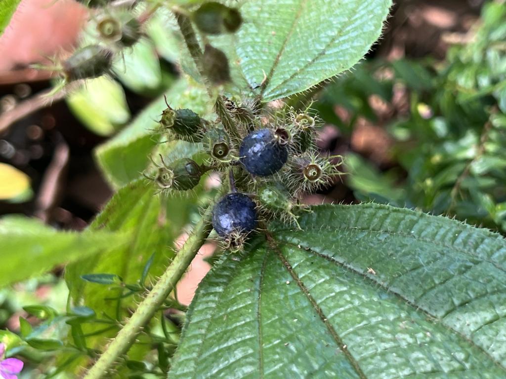 Typical appearance of ripe soapbush berries.