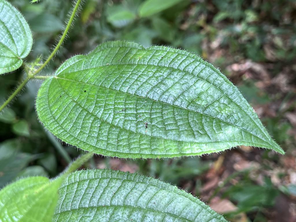 Typical pattern of a soapbush leaf