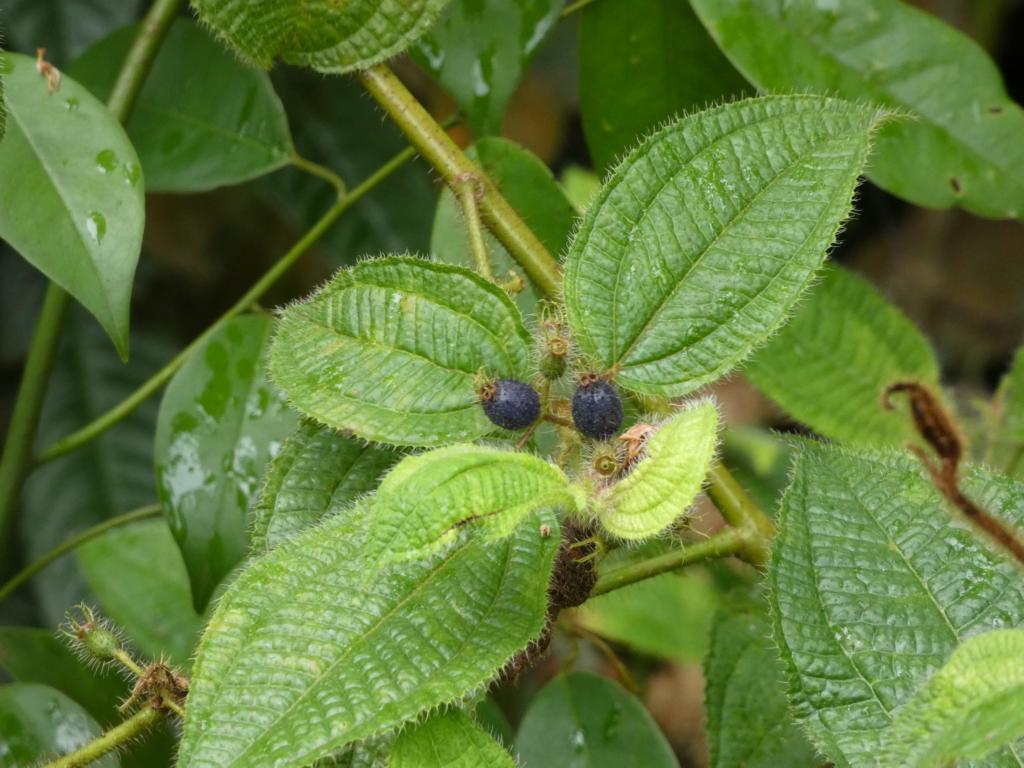 Soapbush berries and leaves