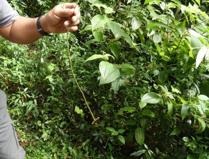 Soapbush stick for holding caught fish in rainforest streams